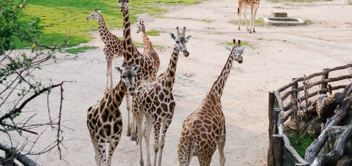 Zoo dostane více než čtyři miliony