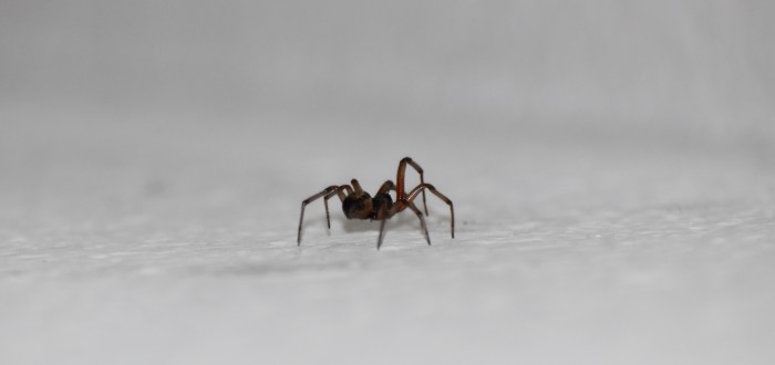 Zbavit se pavouků vám pomůže mimo jiné i mátový esenciální olej