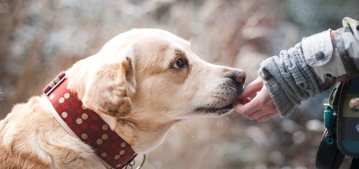 Pokud pejsek pozře větší množství čokolády či kofeinu, je důležité při prvních příznacích otravy vyhledat veterináře