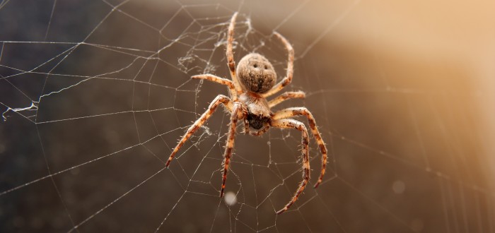 Zbavit se pavouků vám pomůže mimo jiné i mátový esenciální olej
