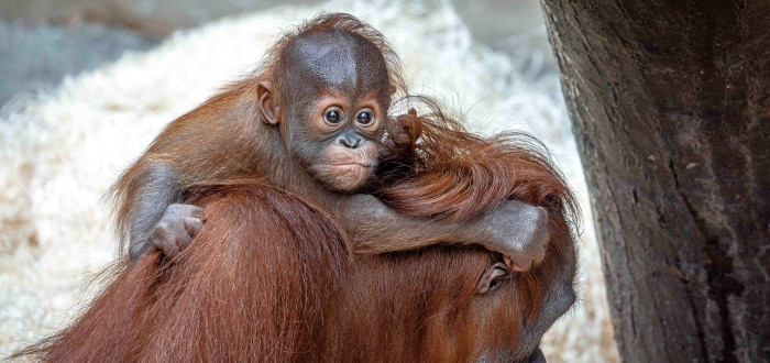 Kawi, nejmladší orangutan v Zoo Praha