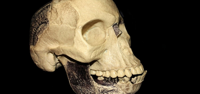 Údajný pozůstatek dosud neznámého pravěkého hominida byl ve skutečnosti lebkou středověkého člověka spojenou s orangutaní dolní čelistí a šimpanzím zubem, Piltdownský člověk se ukázal jako podvrh