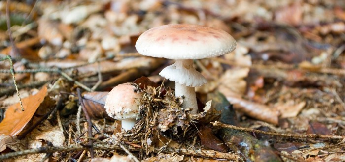 Muchomůrka růžovka roste od června do listopadu v listnatých, smíšených i jehličnatých lesích