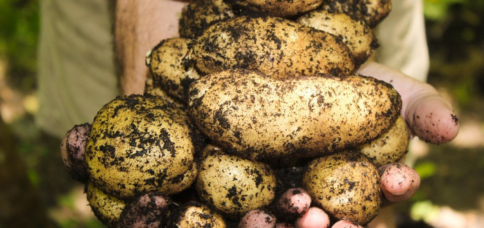 Není brambor jako brambor. Biopotraviny vyrůstají zcela přirozeně bez vnější chemie
