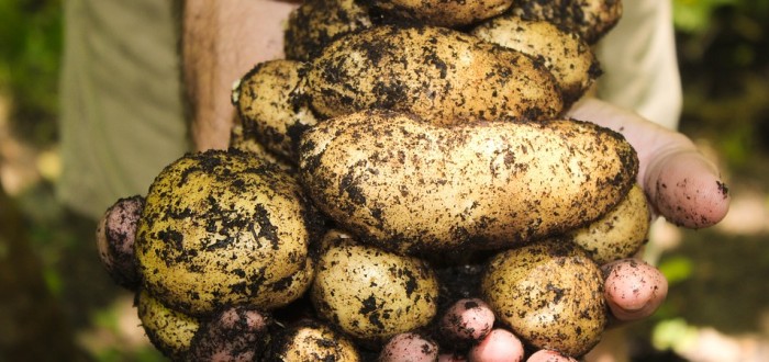 Není brambor jako brambor. Biopotraviny vyrůstají zcela přirozeně bez vnější chemie