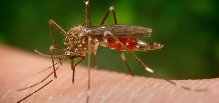 Aedes japonicus japonicus je pro člověka nebezpečný, u nás se může šířit velmi rychle