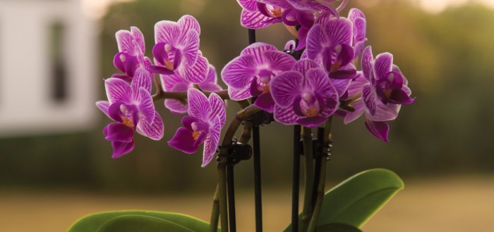 Orchideje nesmí být vystaveny přílišnému horku, ani chladu