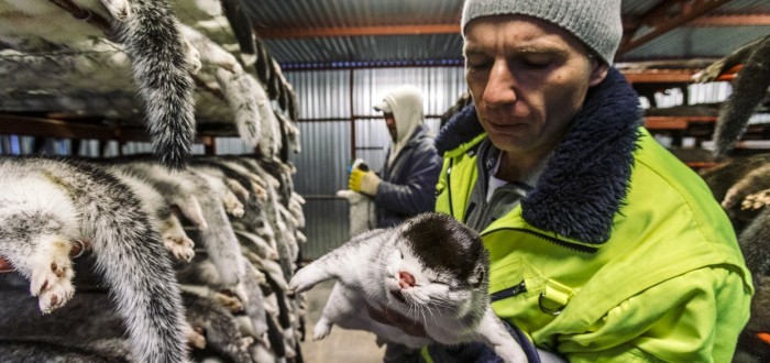 Na českých kožešinových farmách bylo chováno zhruba 25 tisíc lišek a norků, zvířata byla usmrcována v plynových komorách nebo elektrickým proudem 