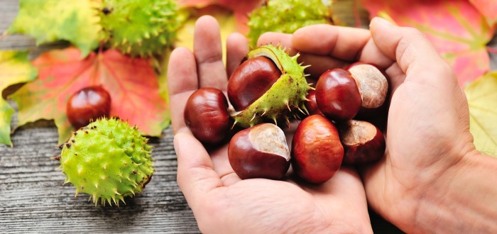 Extrakt z kaštanu koňského nám může pomoci mimo jiné i zbavit se hemeroidů