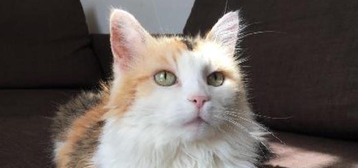 Kočky si ochočily člověka před tisíci lety