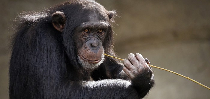 Celkový měsíční provoz zoo vyjde na více než 600 000 korun