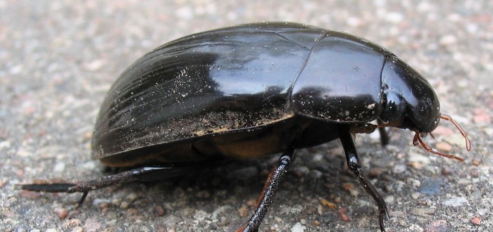 Vědci našli na jihu Čech vodomily