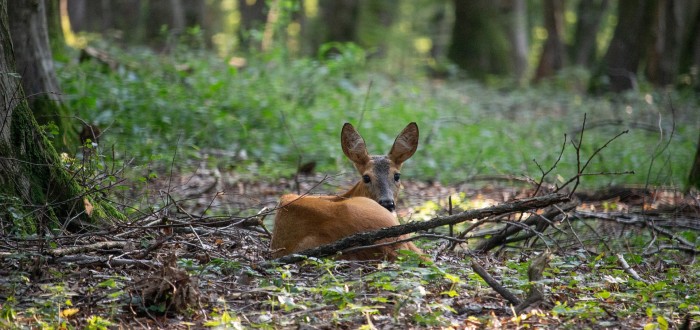 Obecně platí, že ke zvířeti byste se v přírodě nikdy neměli přibližovat a už vůbec ne se pokoušet ho zachránit