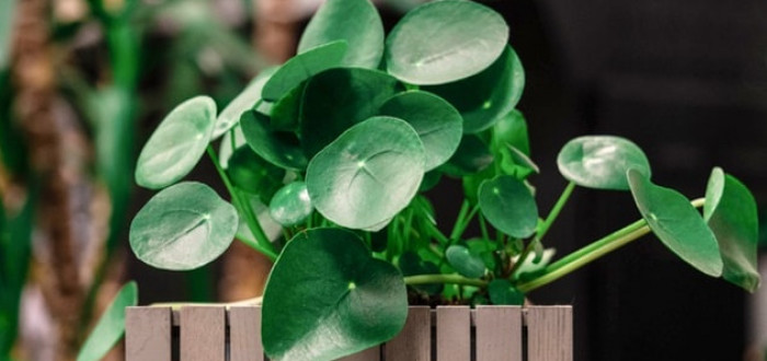 Pilea je nenáročná rostlina, ale o péči se umí přihlásit