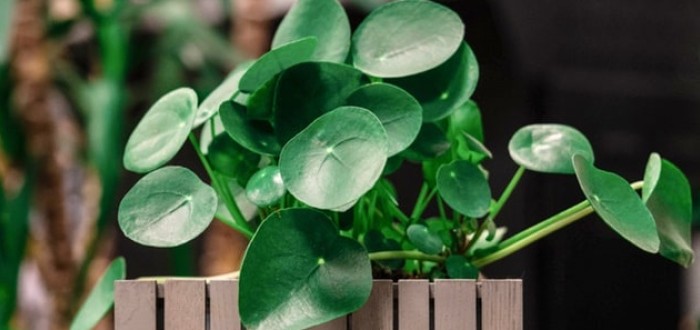 Pilea je nenáročná rostlina, ale o péči se umí přihlásit