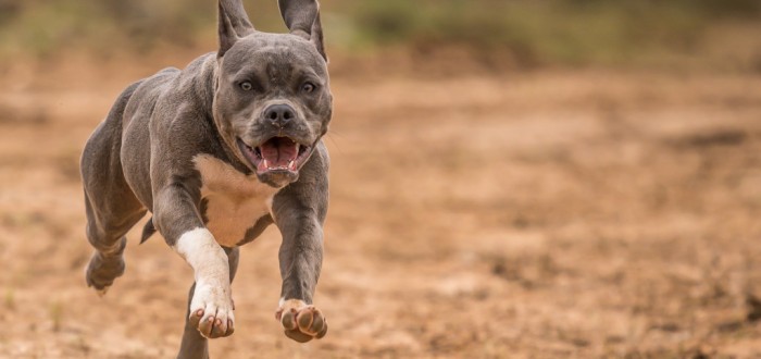 Dívku napadl pitbul a připravil ji o horní ret