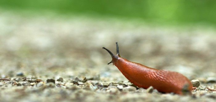 Slimáků se můžete zbavit pomocí Coca-Coly