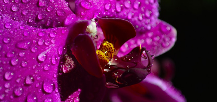 Orchideje Phalaenopsis jsou vděčné rostliny, které nevyžadují příliš času