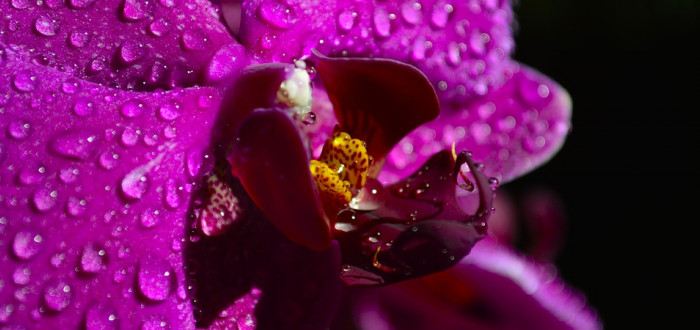 Orchideje Phalaenopsis jsou vděčné rostliny, které nevyžadují příliš času
