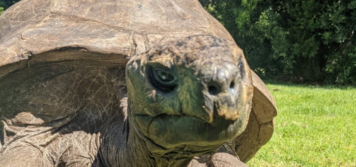 Nejstarší zvíře na světě želvák obrovský Jonatán