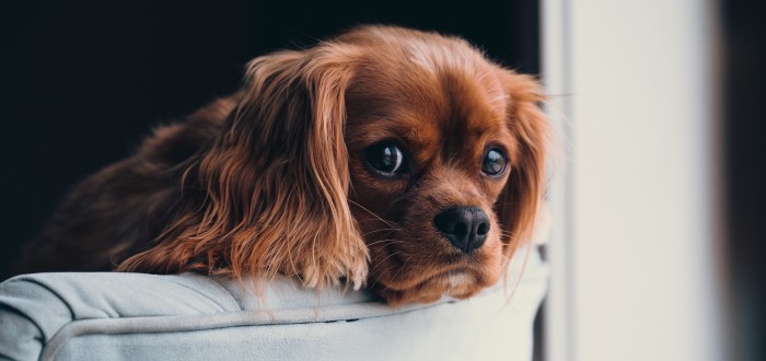 I ten nejkrásnější a nejmilejší psí společník přirozeně páchne. Co s tím, abychom nežili "v psí boudě"?