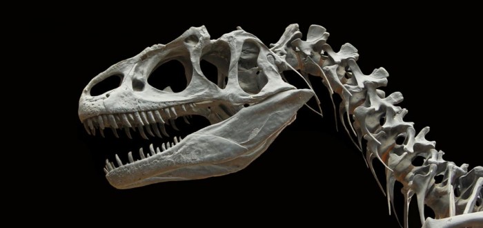 Ve Francii paleontologové našli kost starou 140 milionů let