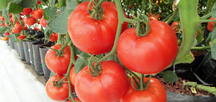 Rajčata můžeme v bytě pěstovat i bez zeminy