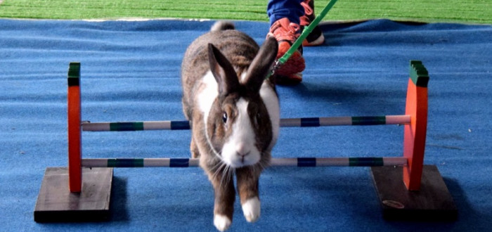 Králíky soutěžení baví, je to vidět i z jejich zápalu a odhodlání zdolat překážky