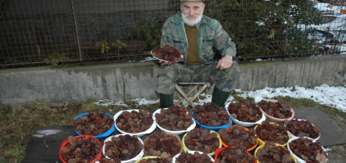 A pak, že nerostou! Jidášovo ucho pro celou vesnici