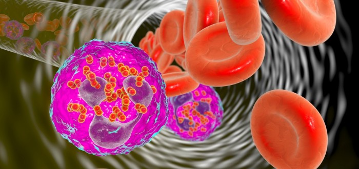 Neisseria meningitidis je gramnegativní diplokokální bakterie, původce jednoho typu meningitidy