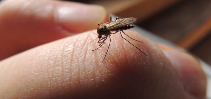 Zbavit se komárů vám může pomoci obyčejný česnek a hřebíček
