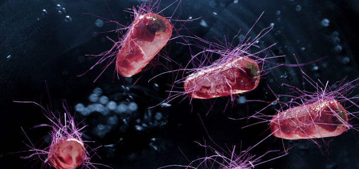 Modelovým organismem byly bakterie Escherichia coli