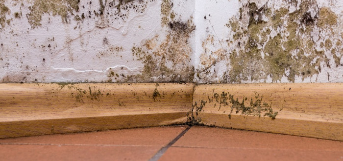 Plíseň v domácnosti může způsobit vážné problémy