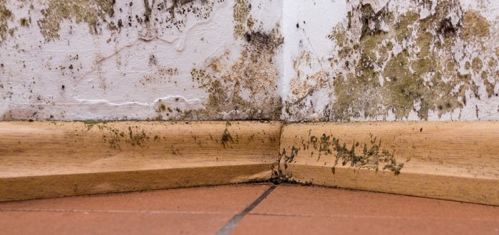 Plíseň v domácnosti může způsobit vážné problémy