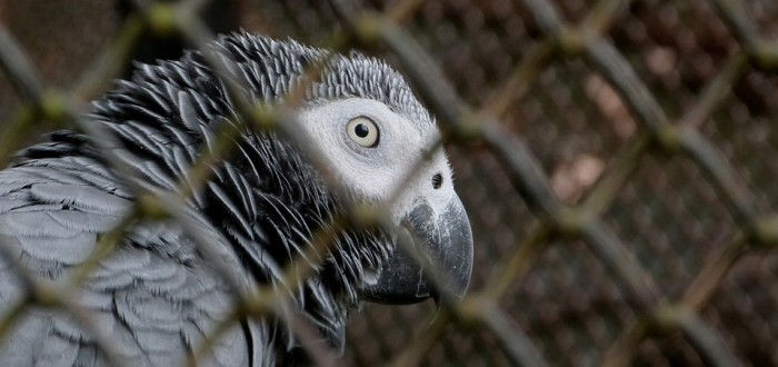 Sprostí papoušci šedí se stali noční můrou ředitele zoo