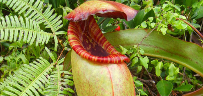 Nepenthes bokorensis v celé své kráse, pokud poklop zavře a je nafocena ze správného úhlu, připomíná penis