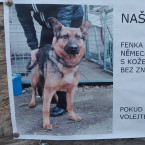 Čeká na svého pána!