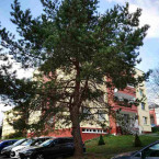 Krásné borovice by byla škoda!
