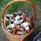 Za plným košíkem tramvají. Kolikátkou vyrazíte?
