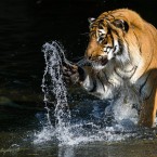 Samec tygra malajského Johann v&nbsp;Zoo Praha