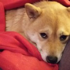 Fenka Yuki po návratu domů
