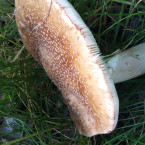 Správná růžovka je růžová, na třeni má bambulku, pokud ji zlomíte, na lomu růžoví