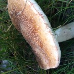 Správná růžovka je růžová, na třeni má bambulku, pokud ji zlomíte, na lomu růžoví