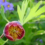 Pivoňky provoní zahradu, druh: Paeonia californica