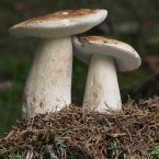 Jaká byla u vás houbařská sezona? Letos si asi každý houbař přišel na své. S košíkem ale můžete chodit do lesů celoročně