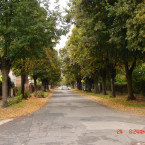 Aleji v Lysé nad Labem hrozí devastace