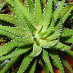 Pořiďte si léčivý druh aloe vera