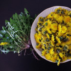 Pampelišku spotřebujte celou. Z kořene si připravte kávu, z květů med, z listů salát nebo pesto a stonky jen tak rozžvýkejte