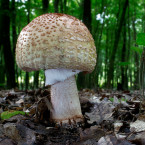 Muchomůrka růžovka neboli masák. Jedlá houba