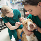 Veterináři každý den zachraňují našim mazlíčkům životy